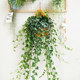 Malt Forest Hanging Basket Flower Basket Flower Raising Storage All Available