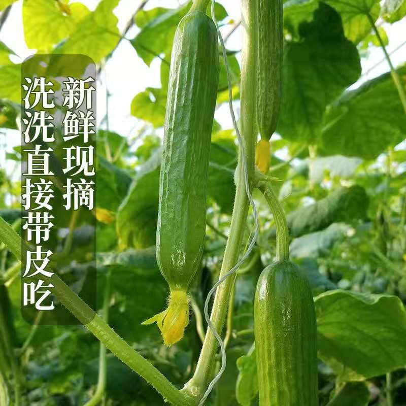 【千禧颂】山东寿光水果小黄瓜新鲜荷兰小青瓜生吃时令-图1