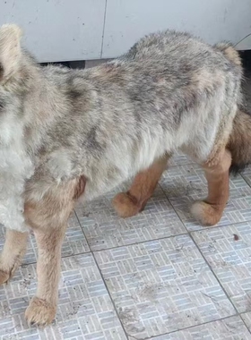 仿真动物标本模型真皮毛仿真狼工艺品博物馆展厅庭院耐用拍照演出