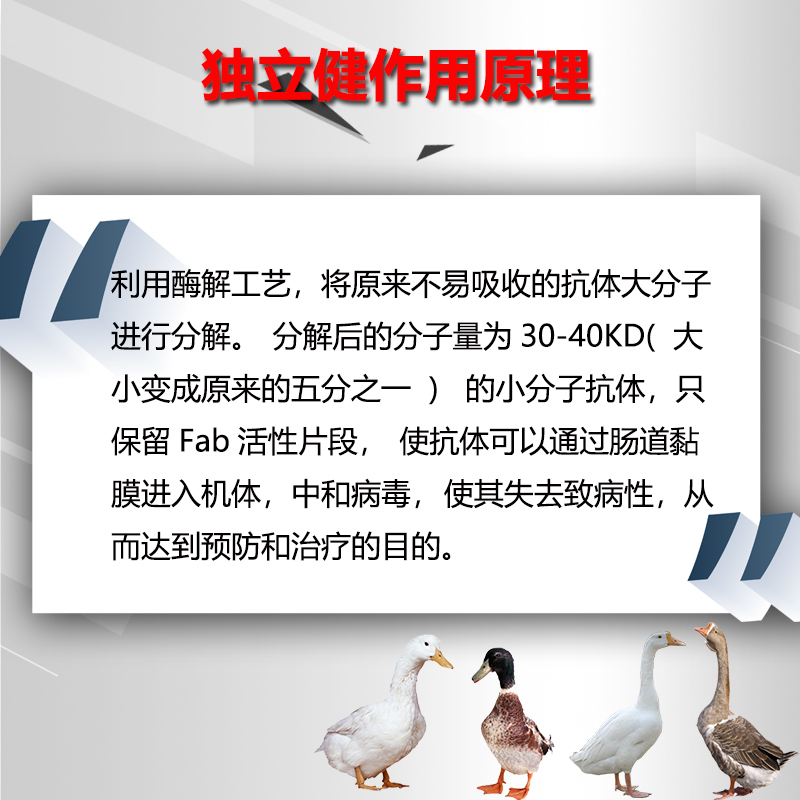 达龙独立健防鸭鹅新流行病副粘流感腺病毒黄病毒治水禽瘫痪扭脖子 - 图2