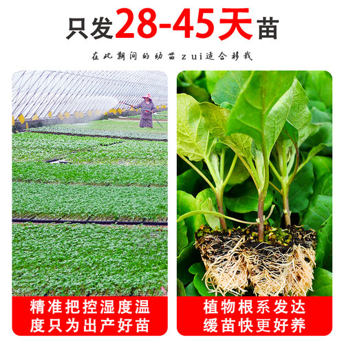 茄子苗线茄绿长茄鸡蛋茄圆茄子白长茄烧烤秧四季盆栽蔬菜秧苗菜苗 - 图2