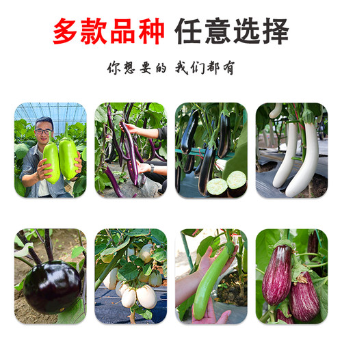 茄子苗线茄绿长茄鸡蛋茄圆茄子白长茄烧烤秧四季盆栽蔬菜秧苗菜苗 - 图1