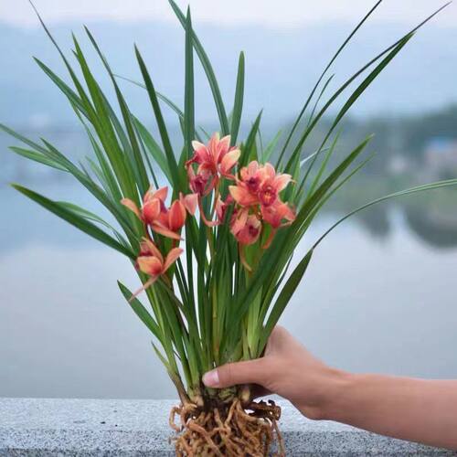 现带浓香花苞 建兰四季兰状元红 名贵兰花苗好养易活浓香型兰花 - 图2