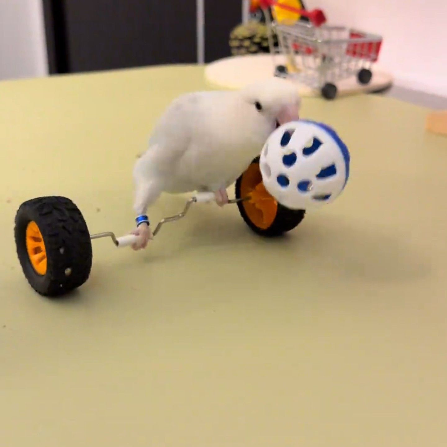 Parrot toy balance car to relieve boredom, companionship, educational props, peony and tiger skin scooter, skill training for black phoenix birds
