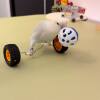 Parrot toy balance car to relieve boredom, companionship, educational props, peony and tiger skin scooter, skill training for black phoenix birds