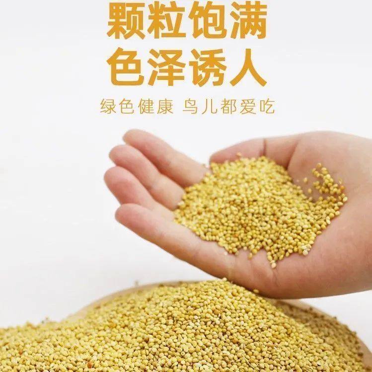 鹦鹉营养粮带壳黄谷子小米鸟粮训练奖励虎皮玄凤鹦鹉专用鸟零食,淘宝优惠券,粉丝福利购,淘宝优惠卷