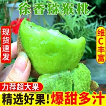 Zhengzong Xuxiang Shaanxi eyebrow County Techige Exotic Fruits 10 Cati Kiwifruit Pregnant Women Fruits Fresh to the Season Full Box