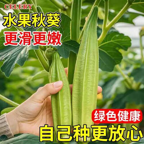 水果秋葵苗耐旱大苗带土菜苗红绿秋葵蔬菜种苗黄秋葵种子籽幼苗秧 - 图2