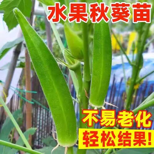 水果秋葵苗耐旱大苗带土菜苗红绿秋葵蔬菜种苗黄秋葵种子籽幼苗秧 - 图1
