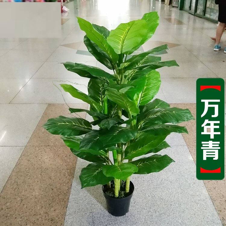 万年青植物室内 新人首单立减十元 21年8月 淘宝海外