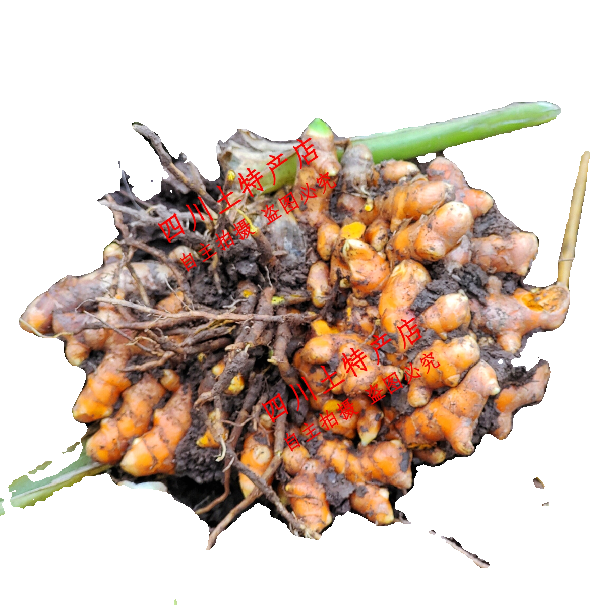 四川姜黄 乐山生态黄姜 犍为产地直销 咖喱姜 月子姜 红姜 黄姜,淘宝优惠券,粉丝福利购,淘宝优惠卷