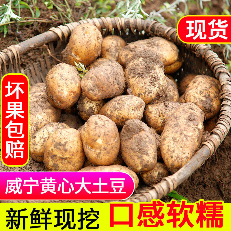 贵州威宁黄皮黄心大土豆现挖洋芋2022年新鲜土豆农产品马铃薯农家