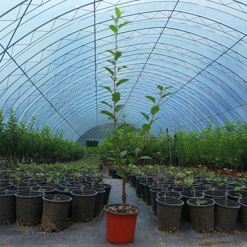 鸡心果苗东北小苹果海棠果树苗耐寒植物南方北方种植盆栽地栽庭院 - 图1