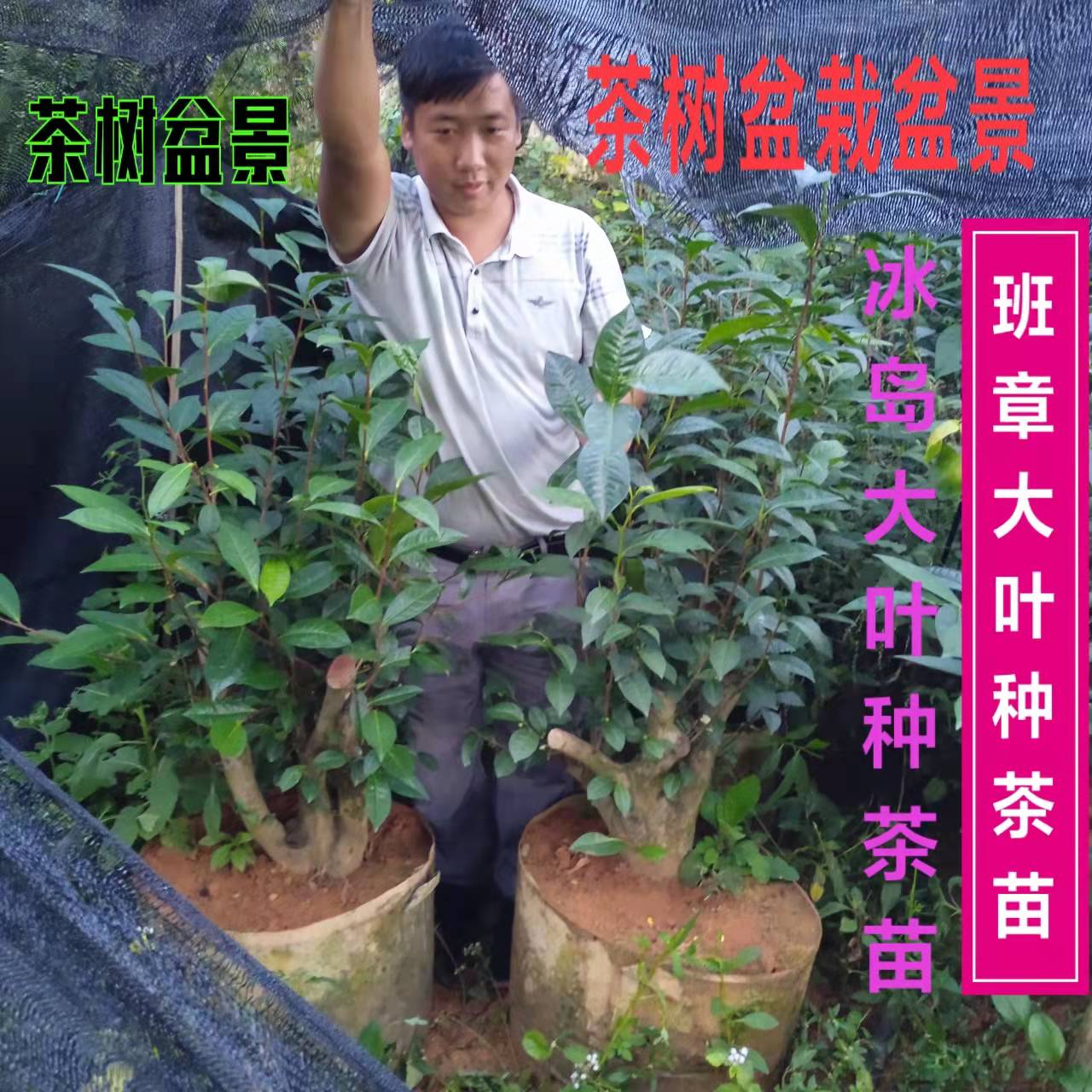 四年冰岛昔归班章普洱茶树苗大叶种茶苗大叶茶苗绿植茶树盆栽盆景 - 图3