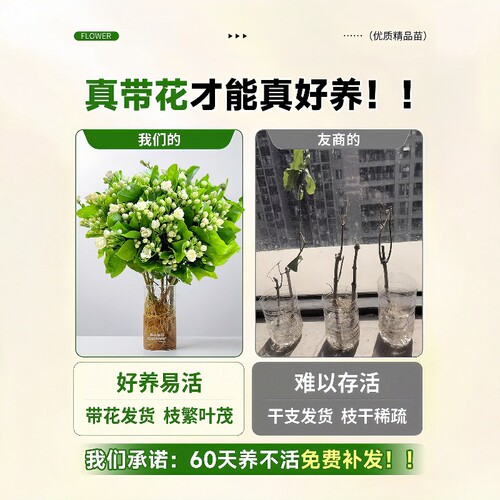 水培植物茉莉花盆栽鲜切花云南基地直发家用插花室内绿植四季好养 - 图1