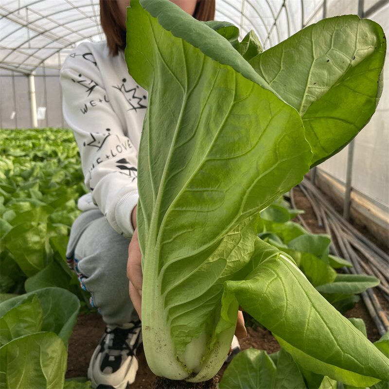 快菜种子小白菜籽四季种孑小白菜种籽苗春秋