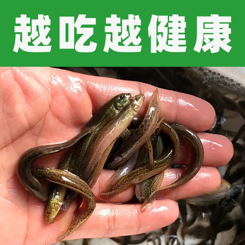 台湾小泥鳅苗鲜活苗乌龟龙鱼虎鱼草鱼黑鱼活体饲料鱼筏钓淡水鱼苗 - 图0