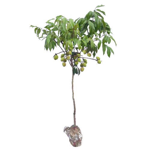 嫁接荔枝树苗无核桂味妃子笑荔枝树大苗四季荔枝树苖南方当年结果 - 图3