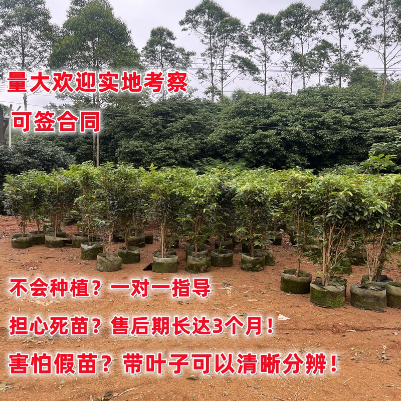 嘉宝果树苗树葡萄苗果树四季艾斯卡沙巴盆栽阳台庭院当年结果包活 - 图1