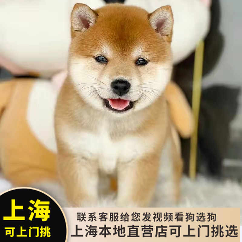 定価17万新品 あんこ様専用 柴犬薄茶と秋田犬黒銀 セール10 Off ハンドメイド 趣味 おもちゃ Siddhayatra Kemdikbud Go Id