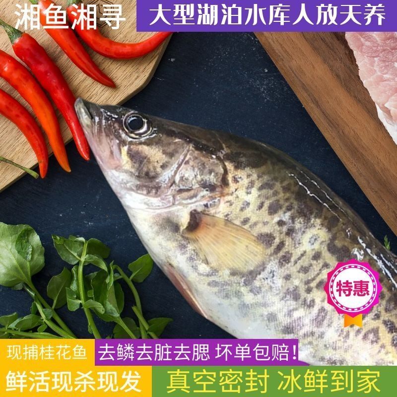 石斑鱼鲜活包邮 新人首单立减十元 21年8月 淘宝海外