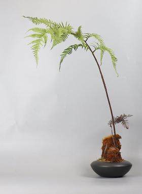 中式日式侘寂禅意彷真金丝猴蕨树大文竹绿植盆景民宿茶室花架摆件