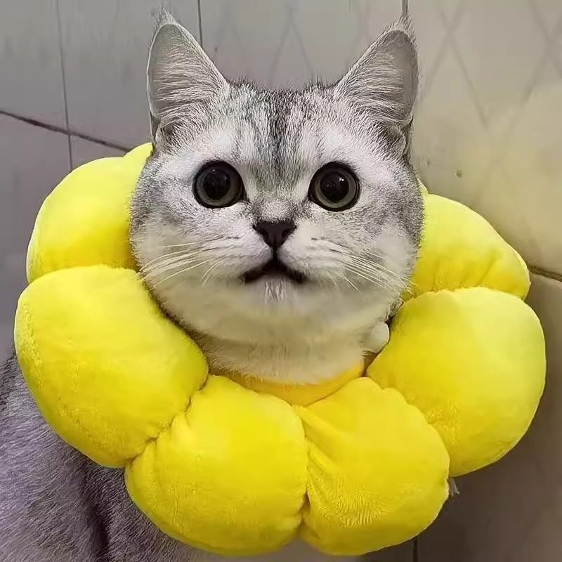 伊丽莎白圈猫猫绝育脖圈防舔除跳蚤英短猫咪项圈狗狗头套宠物用品,淘宝优惠券,粉丝福利购,淘宝优惠卷