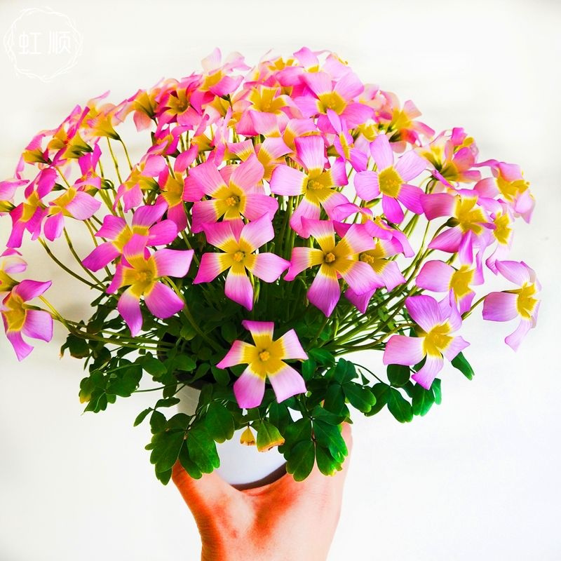 保证常年开花 红花醡浆草种球多年生庭院花卉植物阳台盆栽易活 老苗园艺鲜花用品店 淘优券