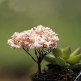 Микро -сальдо -моделирование дерево