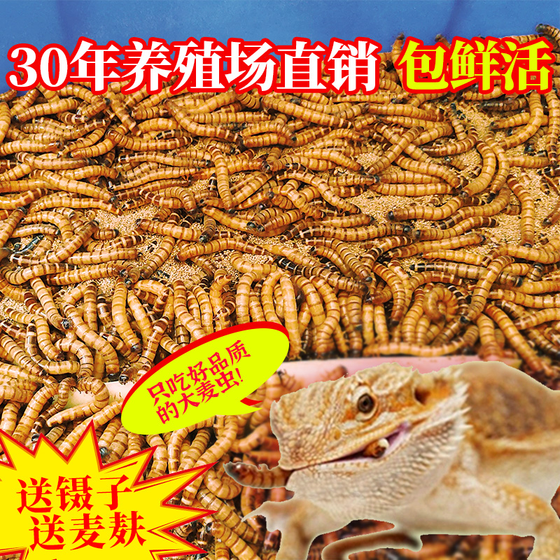 大麦虫活虫鲜活面包虫黄粉虫仓鼠蜥蜴守宫饲料粮食活体高蛋白虫子 - 图2