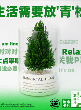 放青松桌面解压工位绿植摆件