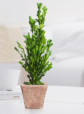 室内旺宅绿植电视柜装饰盆景