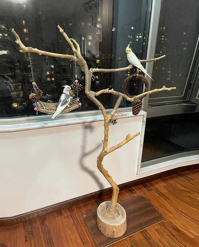 干树枝原木杈天然干枝枯枝枯木树干鸟架造型壁挂衣架吊顶树枝装饰
