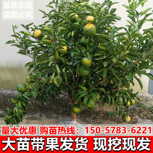 正宗嫁接象山青树苗春香桔柚苗黄金贡柚果树盆地栽南方种植包成活 - 图0