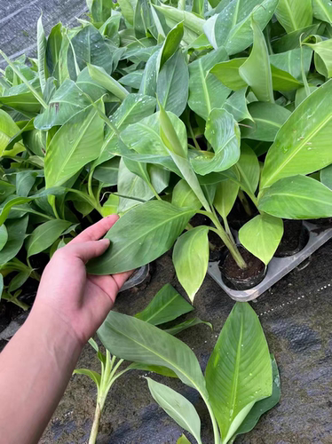 香蕉树苗芭蕉树小米蕉苗粉蕉皇帝焦西贡蕉红蕉中蕉9号带土阳台 - 图2