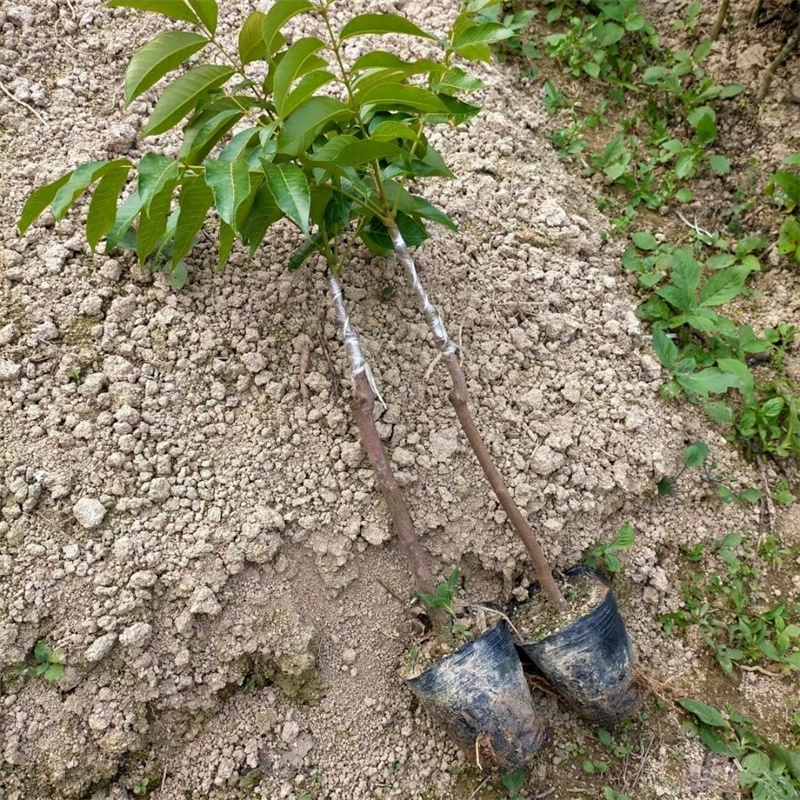 黑橄榄树苗橄榄苗带土带叶工艺橄榄苗黑橄榄嫁接苗 - 图1