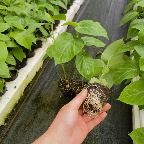 新品种哥伦比亚热情果苗纯甜不酸南方果树苗庭院阳台盆栽地栽常绿 - 图1