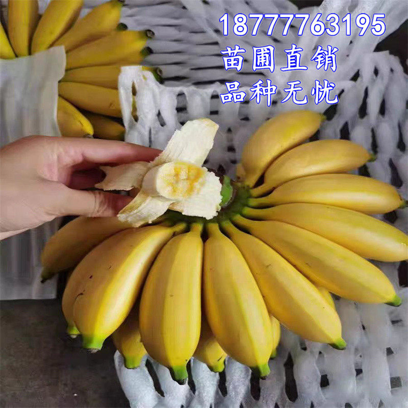 皇帝蕉树苗芭蕉树小米蕉苗粉蕉皇帝焦西贡蕉红蕉中蕉9号带土阳台,淘宝优惠券,粉丝福利购,淘宝优惠卷