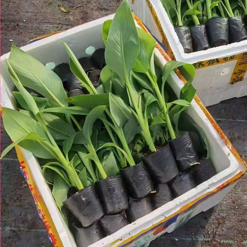 香蕉树苗中蕉9号香蕉苗当年结果产量高矮化香蕉树阳台庭院盆栽树,淘宝优惠券,粉丝福利购,淘宝优惠卷