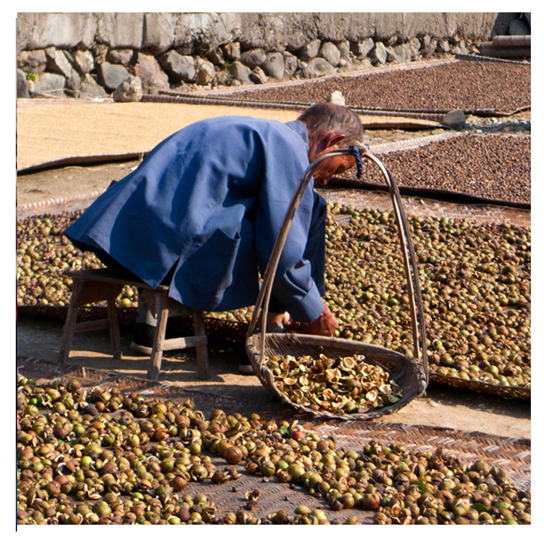 赣南野生天然山茶籽油茶籽榨油原料洗头山茶子茶籽带壳油料500g - 图3