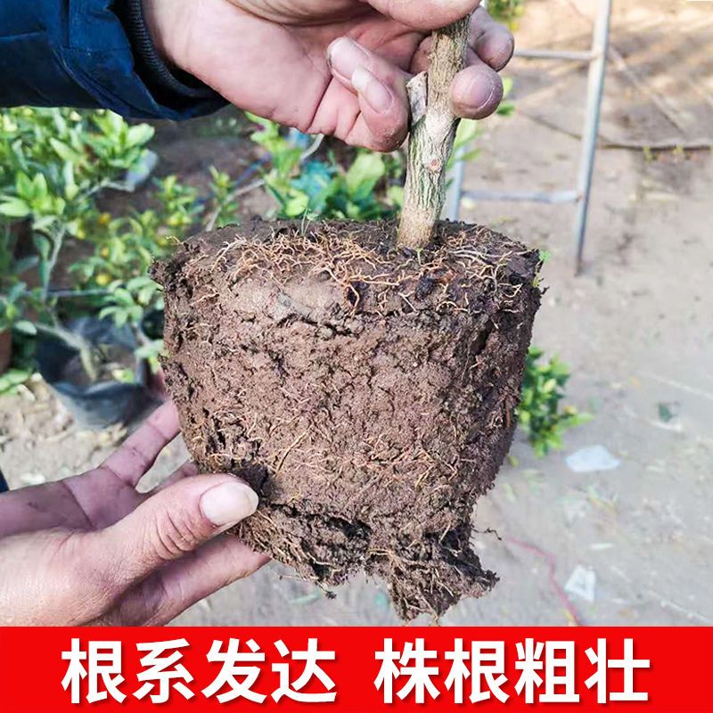 带果发货!脆皮金桔树盆栽地栽树苗四季开花结果可食用耐寒可过冬 - 图1