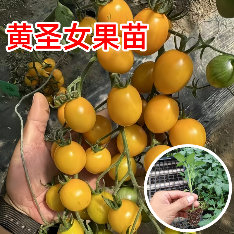 千禧圣女果苗秧苗超甜粉贝贝小番茄苗水果西红柿四季阳台盆栽菜苗,淘宝优惠券,粉丝福利购,淘宝优惠卷