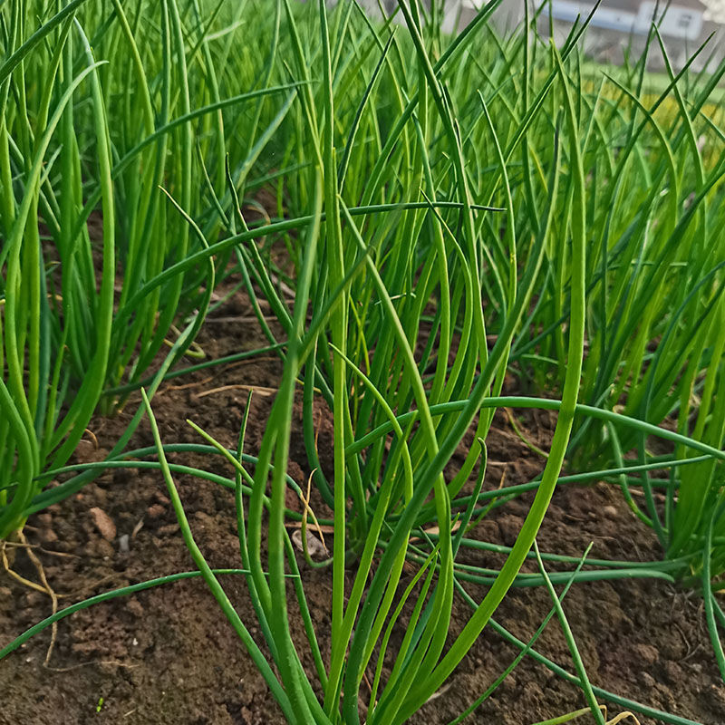 四季小葱种子香葱籽山东农家大葱盆栽葱花沙葱苗阳台疏蔬莱种孑苗 - 图0