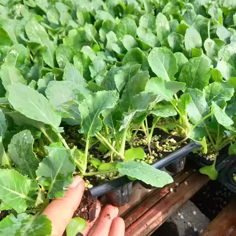 耐寒西兰花苗秧早熟青花苗种籽子优秀西蓝花幼苗秋冬季盆栽蔬菜苗,淘宝优惠券,粉丝福利购,淘宝优惠卷