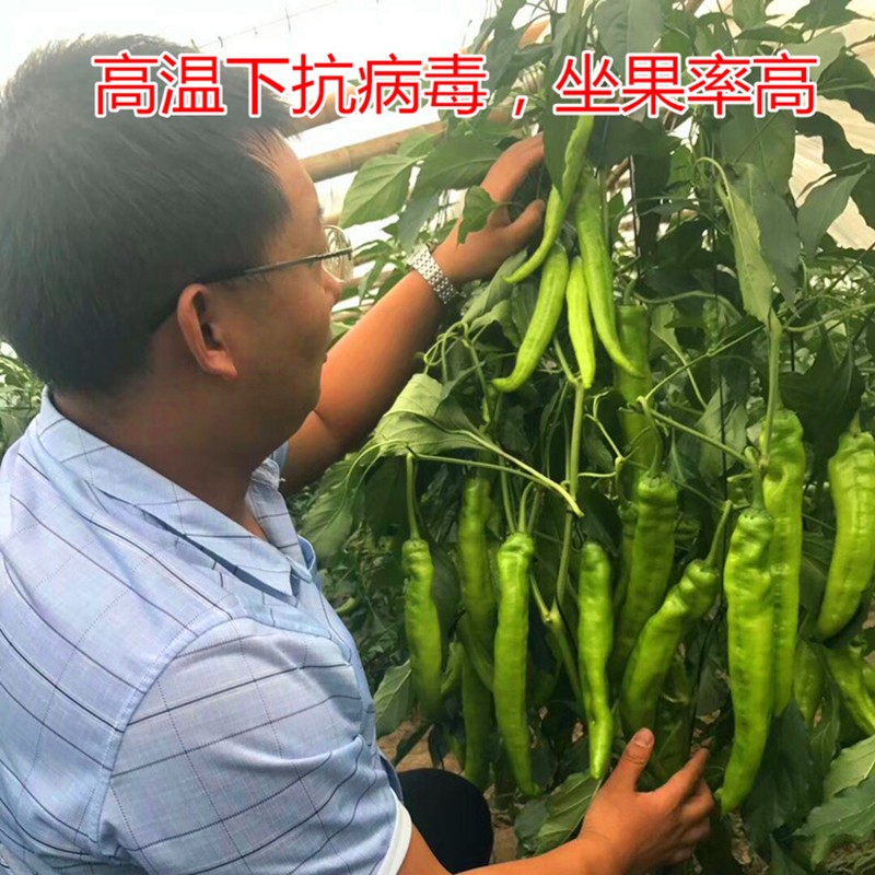 大果羊角椒苗辣椒苗黄尖椒牛角苗青椒菜椒苗大棚种植阳台盆栽菜苗-图2