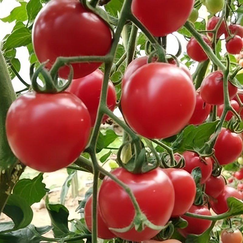 千禧圣女果苗秧苗超甜粉贝贝小番茄苗水果西红柿四季阳台盆栽菜苗,淘宝优惠券,粉丝福利购,淘宝优惠卷