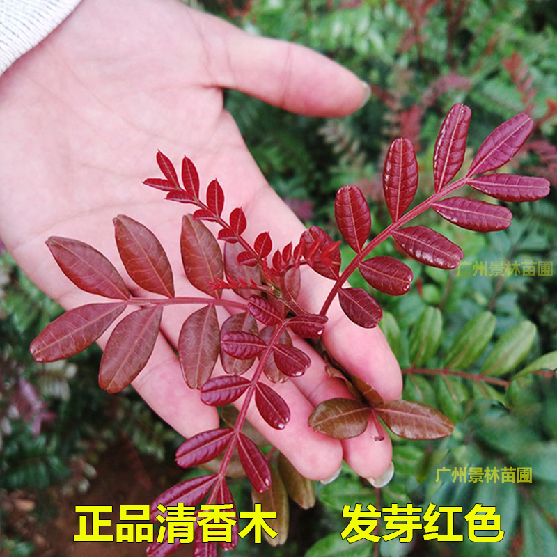 正宗清香木盆栽花卉室内外驱蚊草植物树苗造型盆景九里香绿植庭院