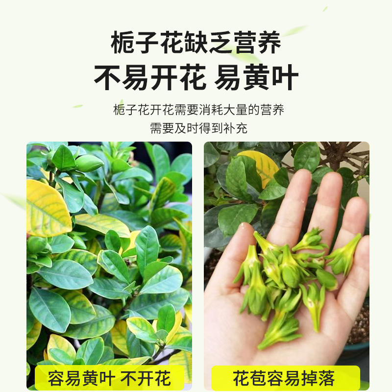 栀子花肥料黄叶专用肥开花绿植营养液仙客来月季花茉莉花盆栽通用 - 图3