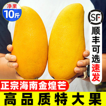 Hainan Jinhuang Mango Fresh 10 catties Sanya specific fruit When season the whole box of water Xianang