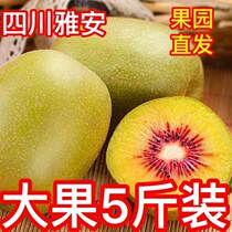 Sichuan Extra Large Fruit Red Heart Chic Exotic Fruit Authentic the Monkey Peach Fresh Should Season season Tic Exotic Fruit Whole Box